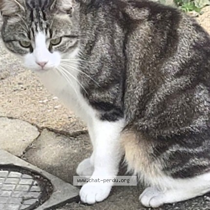 Photo de chat perdu à La Rochefoucauld En Angoumois
