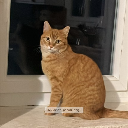 Photo 1/1 Zeus Chat perdu à Salies De Bearn