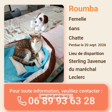 Photo de chat perdu à Soustons