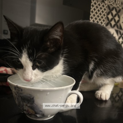 Photo de chat trouvé à Falaise