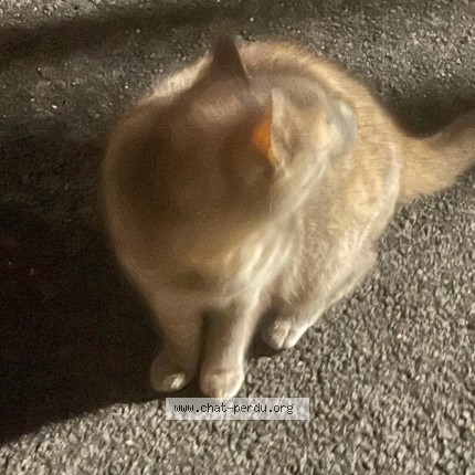 Photo de chat trouvé à Le Havre