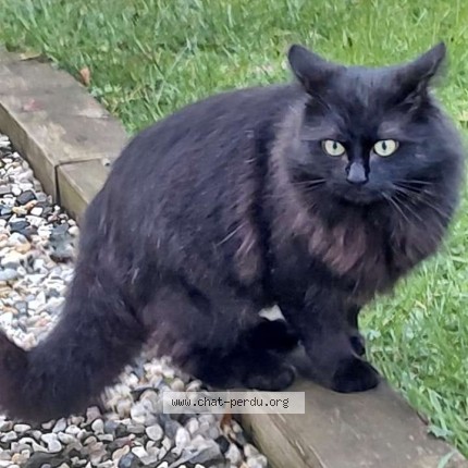 Photo de chat perdu à Beuzeville