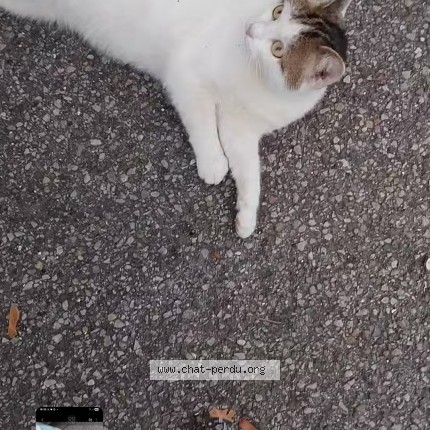 Photo de chat trouvé à Verneuil D Avre Et D Iton