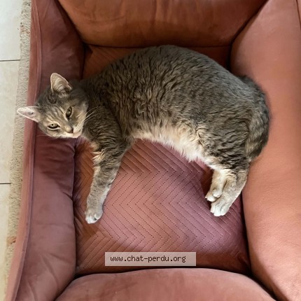 Photo de chat perdu à Camembert