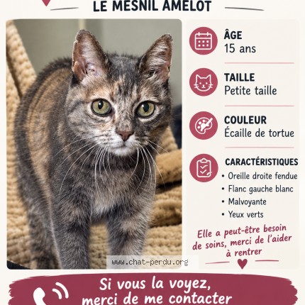 Photo de chat perdu à Le Mesnil Amelot
