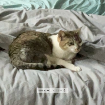 Photo de chat perdu à Le Seauve Sur Semaine