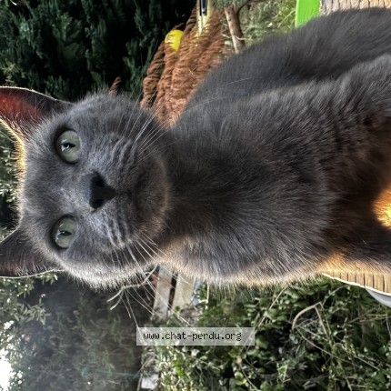 Photo de chat perdu à Nandy