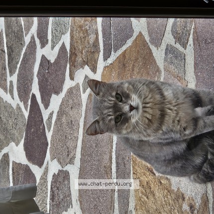 Photo de chat trouvé à Gex