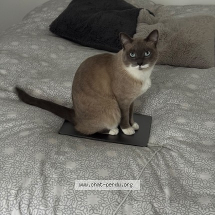 Photo de chat perdu à Puteaux