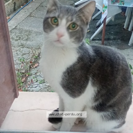 Photo de chat trouvé à Les Lilas