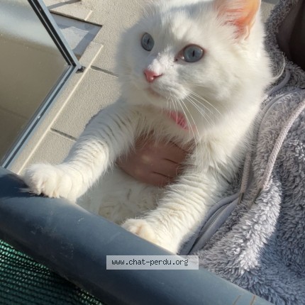 Photo de chat trouvé à Viry Chatillon