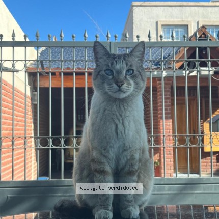 Photo de chat perdu à Rivadavia