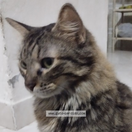 Photo de chat perdu à Carepa