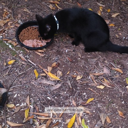Photo de chat trouvé à Valencia