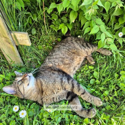 Photo de chat perdu à Sand