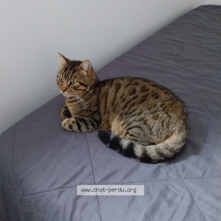 Photo de chat perdu à St Pee Sur Nivelle