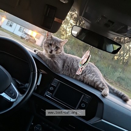 Photo de chat trouvé à Topeka