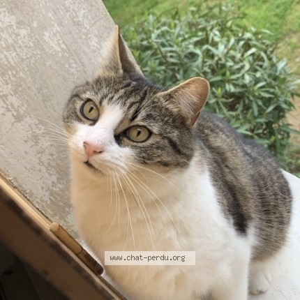 Photo 1/3 mimine Chat perdu à Orange