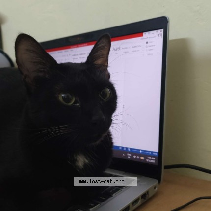 Photo de chat perdu à Pune 411019