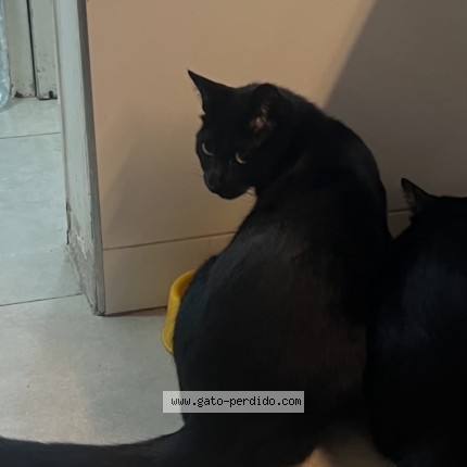 Photo de chat perdu à Olivos