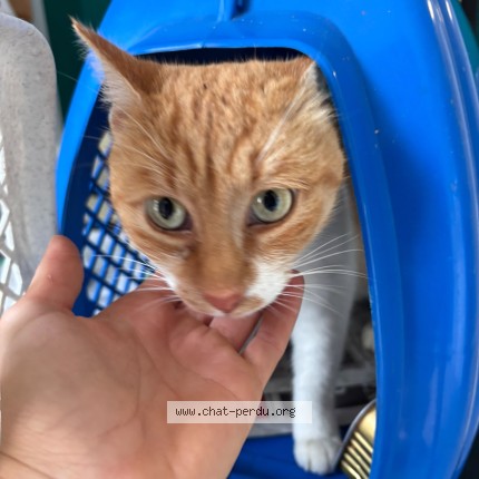Photo de chat trouvé à Montauban