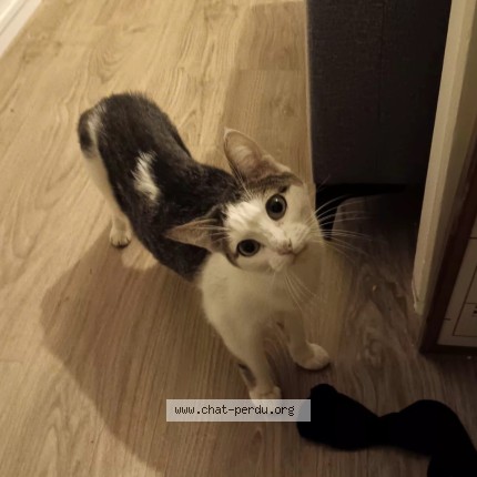Photo de chat trouvé à Rennes