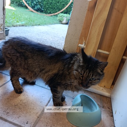Photo de chat trouvé à Raphele Les Arles