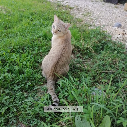 Photo 1/1 Luna Chat perdu à Montauban