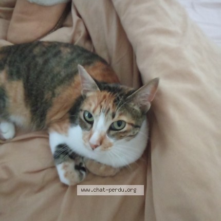 Photo de chat perdu à Muret