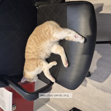 Photo de chat trouvé à Saint Verand