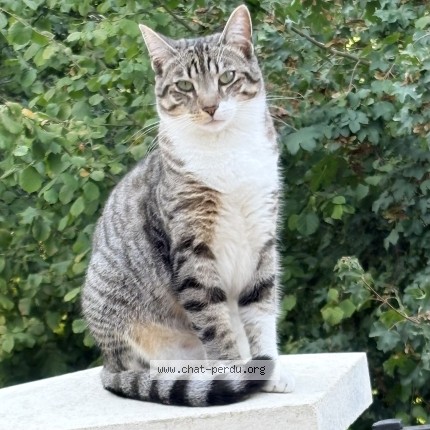 Photo de chat perdu à Montlignon