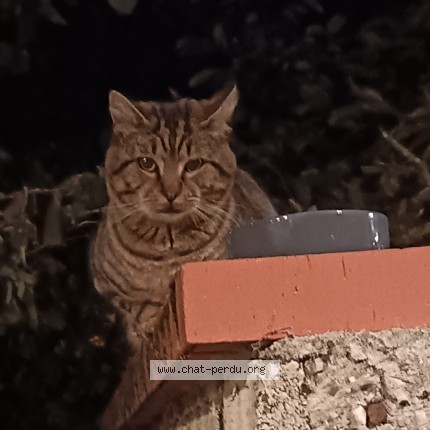 Photo 1/1 Chat trouvé Trouvé à Begles