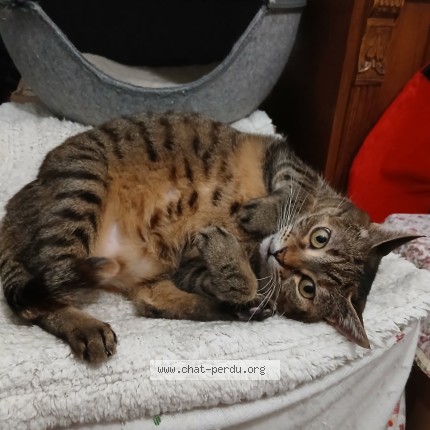 Photo de chat perdu à Chartres