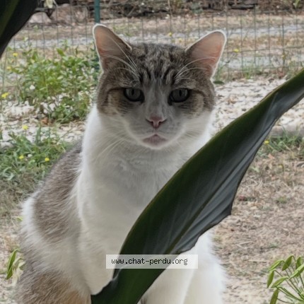 Photo 1/1 luigi Chat perdu à Saint Michel Chef Chef