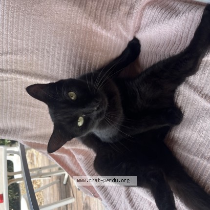 Photo 1/1 Nino Chat perdu à Sete