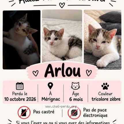 Photo 1/1 arlou Chat perdu à Merignac