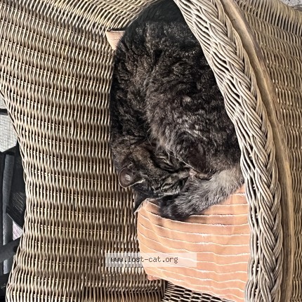 Photo de chat trouvé à Dreieich