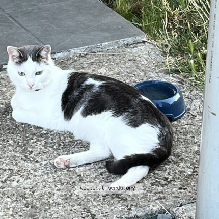 Photo de chat perdu à Riom