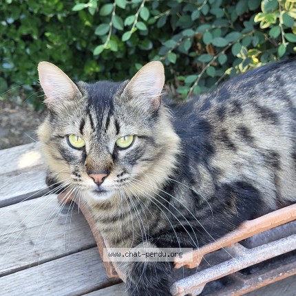 Photo de chat perdu à Castelsarrasin