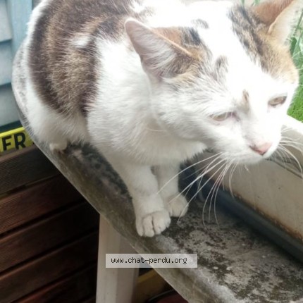Photo 1/1 Chat trouvé Trouvé à Marseille