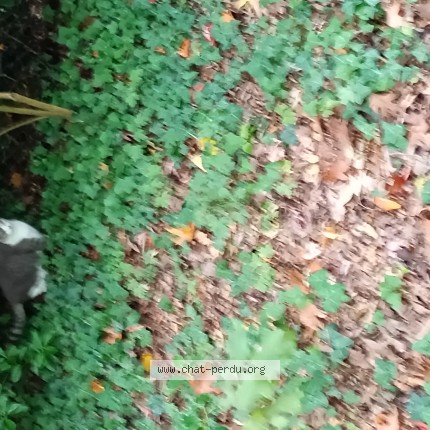 Photo de chat trouvé à Saint Gilles
