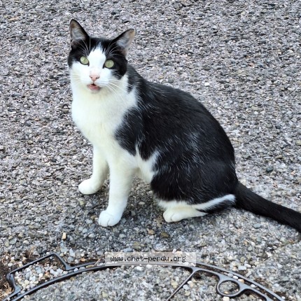 Photo 1/1 Chat trouvé Trouvé à Fontaine