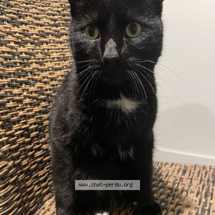 Photo de chat perdu à Angers