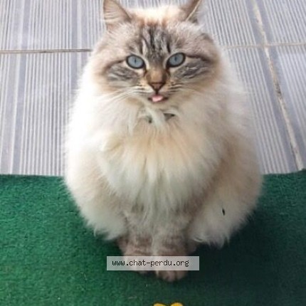 Photo de chat perdu à Valence