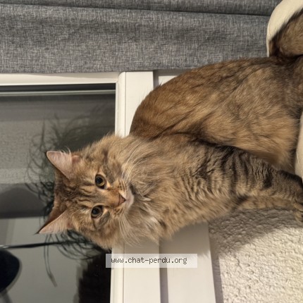 Photo de chat perdu à Saint Marcel Les Valence