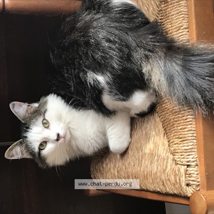 Photo de chat perdu à Toulouse