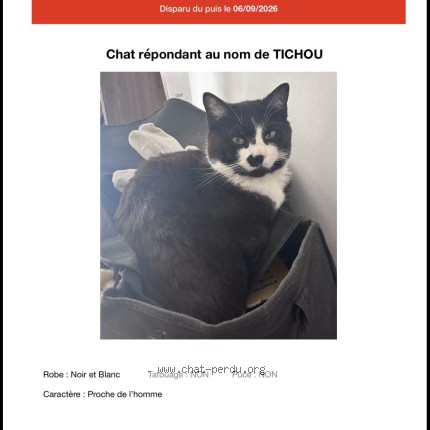 Photo de chat perdu à Saint Romain De Malgarde