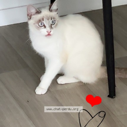 Photo de chat perdu à Artigues Pres Bordeaux