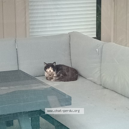Photo de chat trouvé à St Erblon