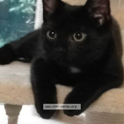 Photo de chat perdu à Coulounieix Chamiers